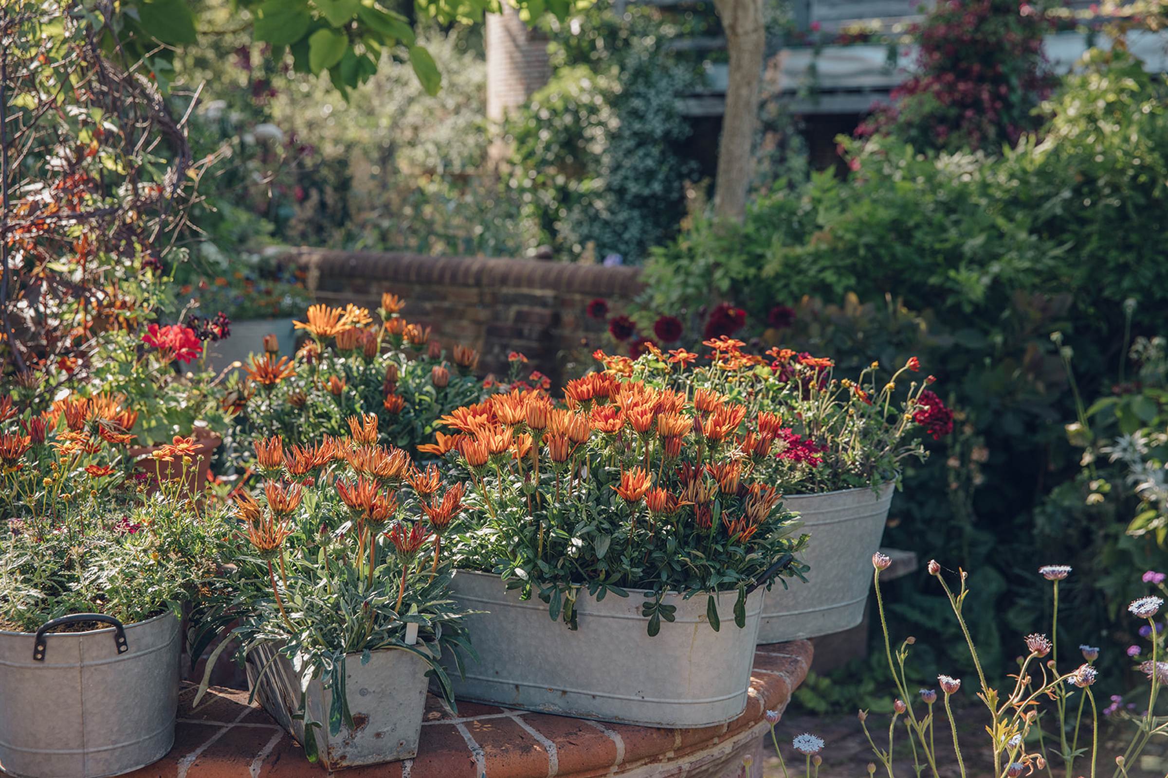 Sarah Raven banner image