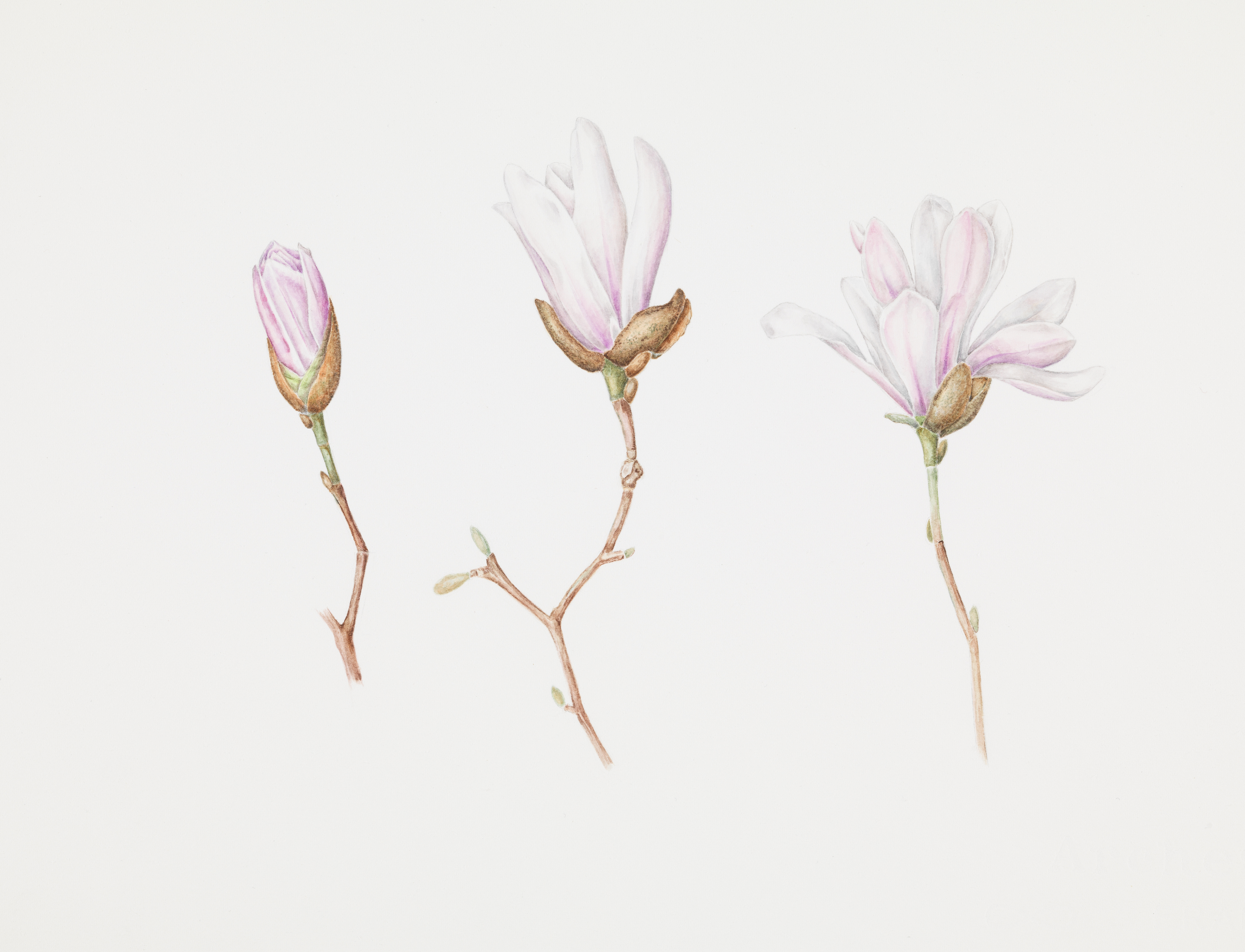 Katharine Amies banner image